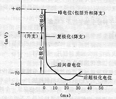 动作电位图示图片